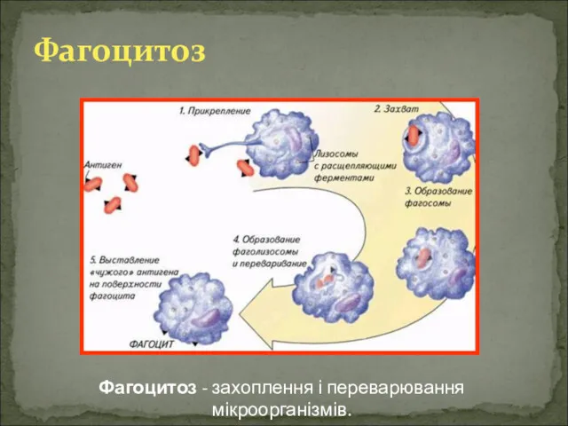 Фагоцитоз - захоплення і переварювання мікроорганізмів. Фагоцитоз