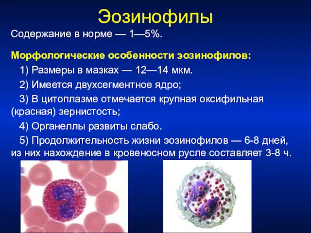 Эозинофилы Содержание в норме — 1—5%. Морфологические особенности эозинофилов: 1)