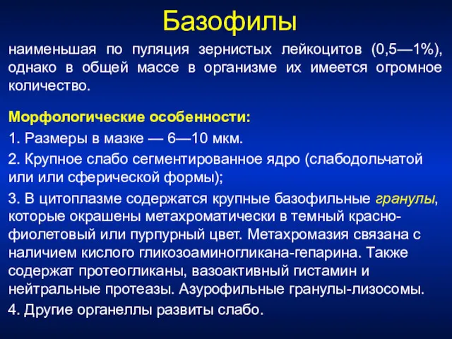 Базофилы наименьшая по пуляция зернистых лейкоцитов (0,5—1%), однако в общей