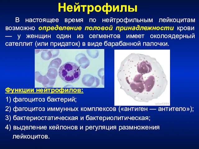 Нейтрофилы В настоящее время по нейтрофильным лейкоцитам возможно определение половой