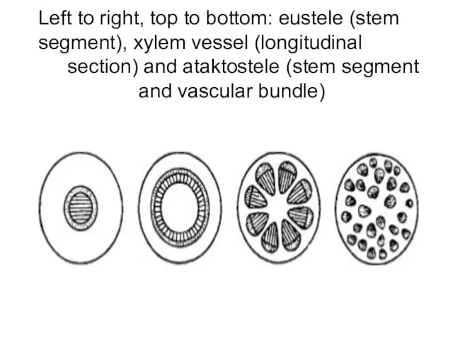 Left to right, top to bottom: eustele (stem segment), xylem