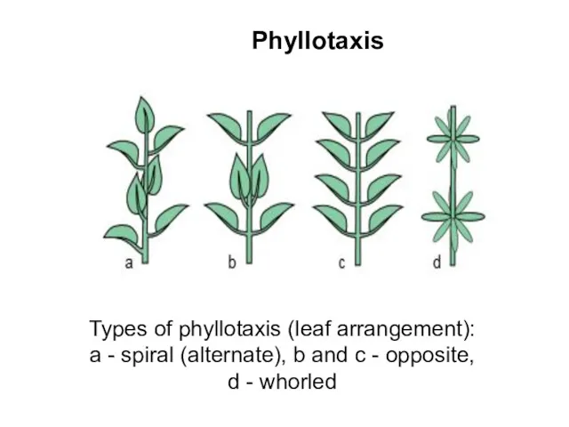 Phyllotaxis Types of phyllotaxis (leaf arrangement): a - spiral (alternate),