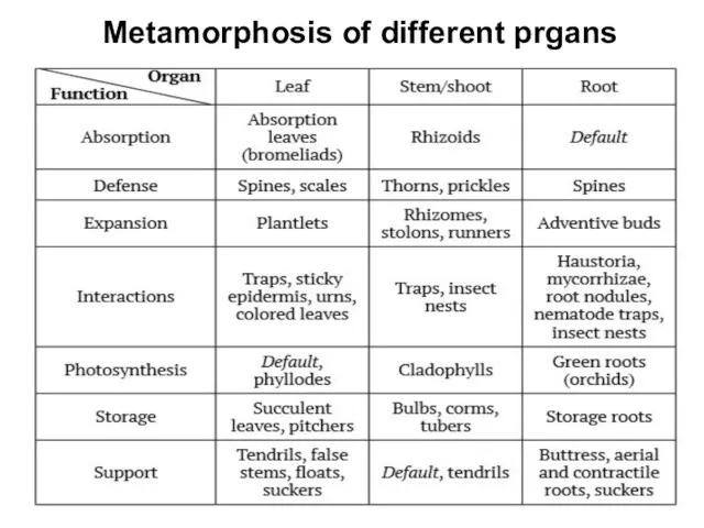 Metamorphosis of different prgans