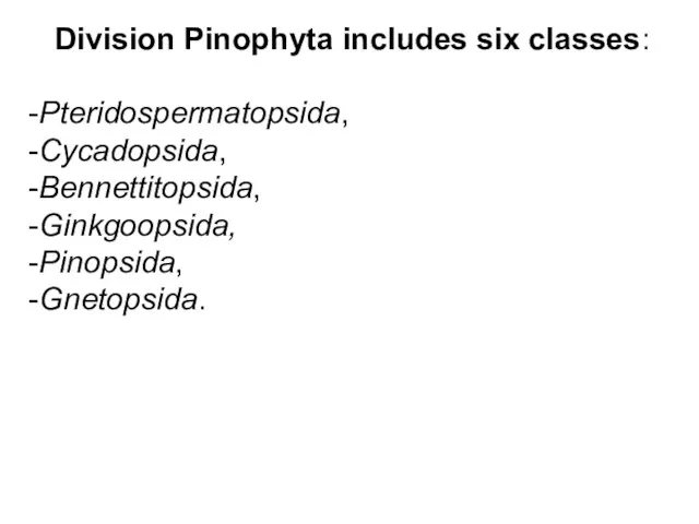 Division Pinophyta includes six classes: -Pteridospermatopsida, -Cycadopsida, -Bennettitopsida, -Ginkgoopsida, -Pinopsida, -Gnetopsida.