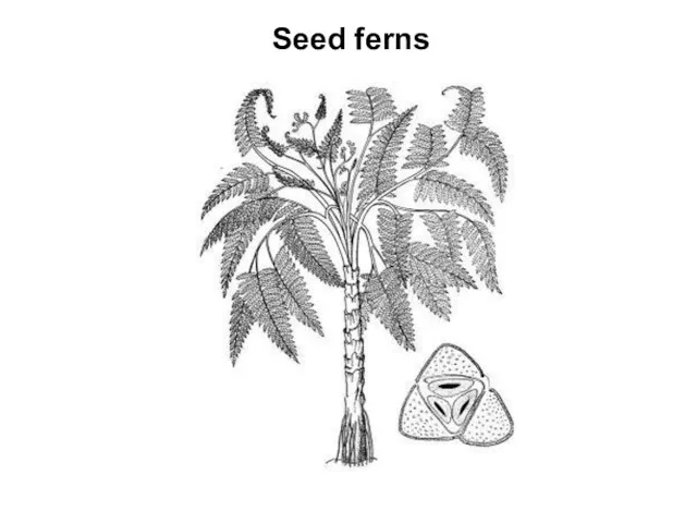 Seed ferns
