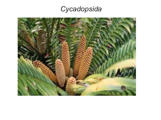 Cycadopsida