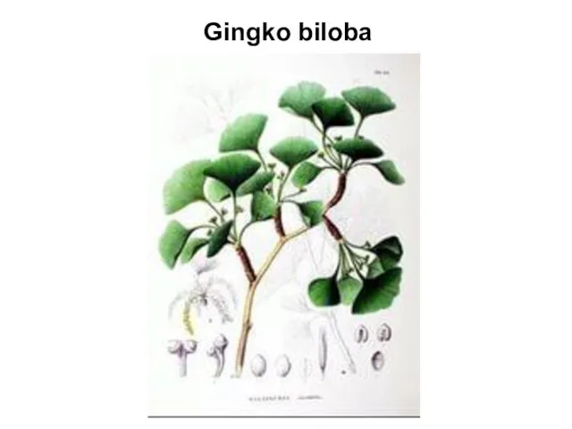 Gingko biloba