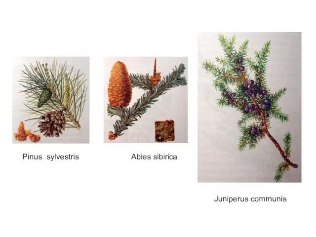 Pinus sylvestris Abies sibirica Juniperus communis