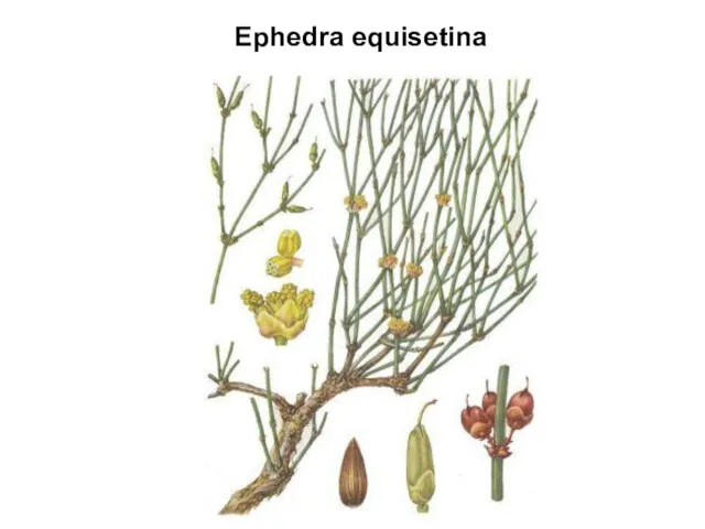 Ephedra equisetina