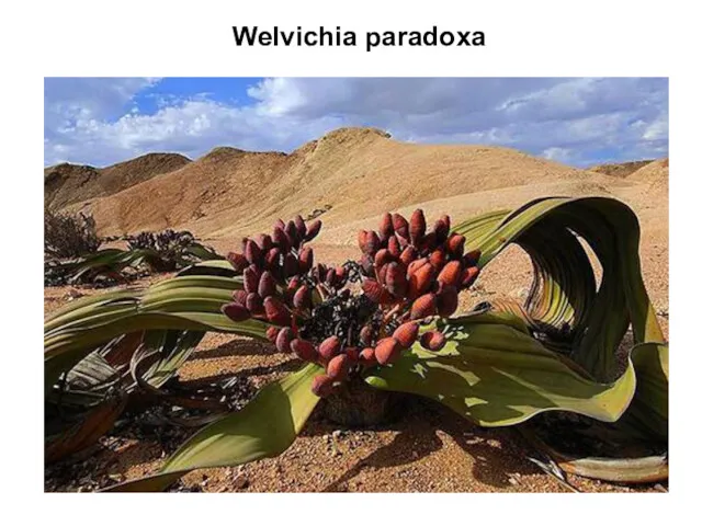 Welvichia paradoxa