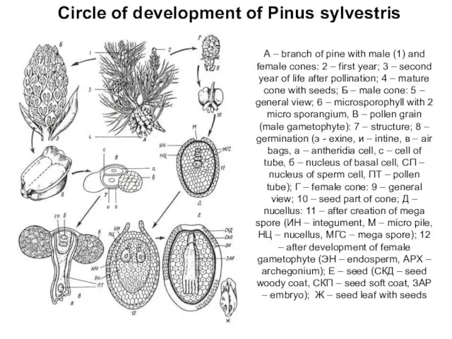 Circle of development of Pinus sylvestris А – branch of