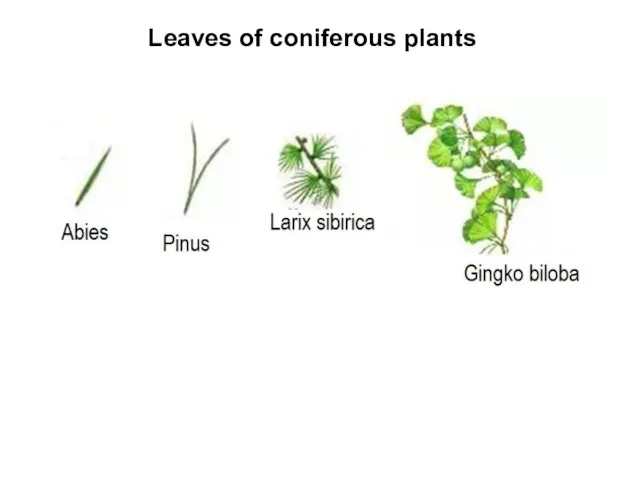 Leaves of coniferous plants