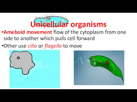 Unicellular organisms Ameboid movement flow of the cytoplasm from one side to another