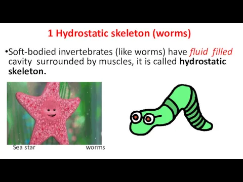 1 Hydrostatic skeleton (worms) Soft-bodied invertebrates (like worms) have fluid filled cavity surrounded