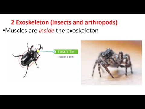 2 Exoskeleton (insects and arthropods) Muscles are inside the exoskeleton