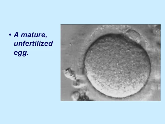 A mature, unfertilized egg.