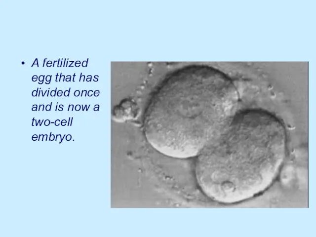 A fertilized egg that has divided once and is now a two-cell embryo.