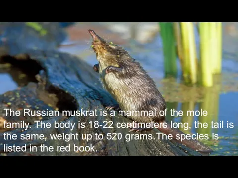 The Russian muskrat is a mammal of the mole family.