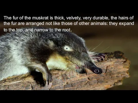 The fur of the muskrat is thick, velvety, very durable,