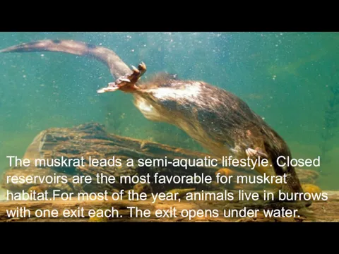 The muskrat leads a semi-aquatic lifestyle. Closed reservoirs are the
