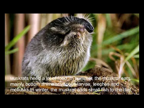 Muskrats need a lot of food. In summer, the muskrat