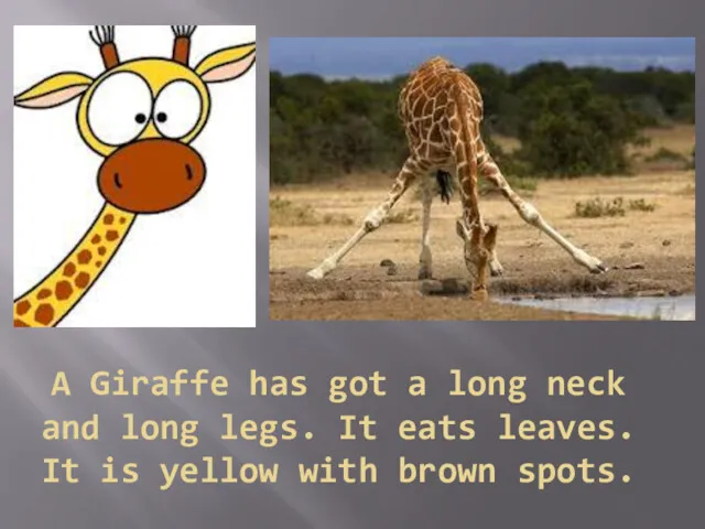 A Giraffe has got a long neck and long legs.