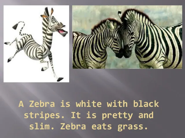 A Zebra is white with black stripes. It is pretty and slim. Zebra eats grass.