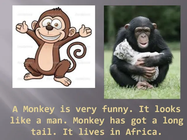 A Monkey is very funny. It looks like a man.