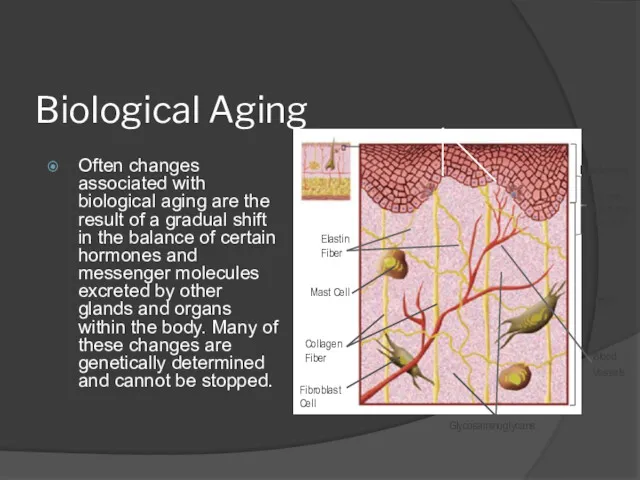 Biological Aging Often changes associated with biological aging are the