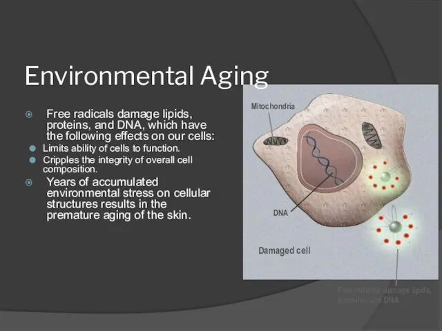 Environmental Aging Free radicals damage lipids, proteins, and DNA, which have the following