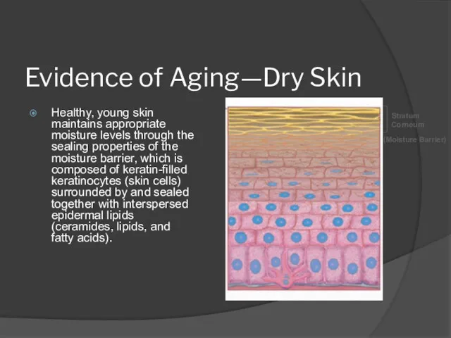 Evidence of Aging—Dry Skin Healthy, young skin maintains appropriate moisture levels through the