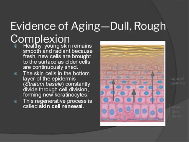 Evidence of Aging—Dull, Rough Complexion Healthy, young skin remains smooth