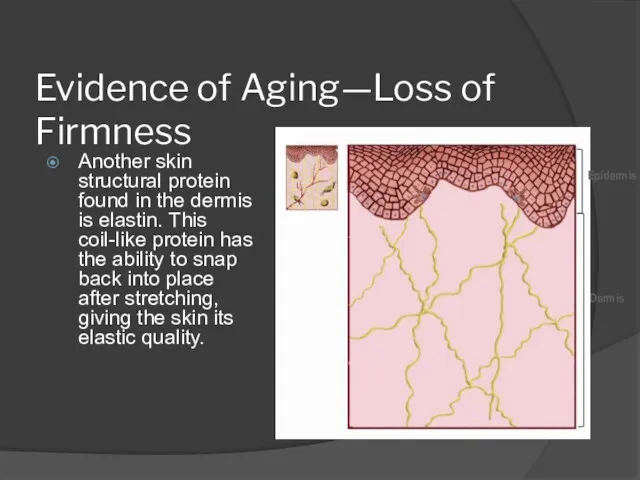 Evidence of Aging—Loss of Firmness Another skin structural protein found in the dermis