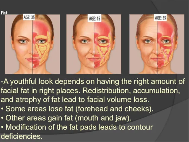 Fat -A youthful look depends on having the right amount of facial fat