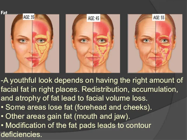 Fat -A youthful look depends on having the right amount