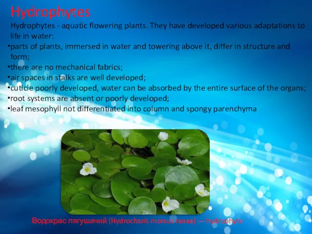 Hydrophytes Hydrophytes - aquatic flowering plants. They have developed various