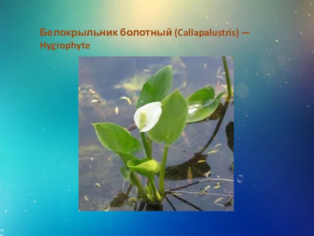 Белокрыльник болотный (Callapalustris) — Hygrophyte
