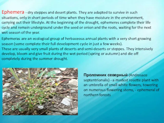 Ephemera - dry steppes and desert plants. They are adapted