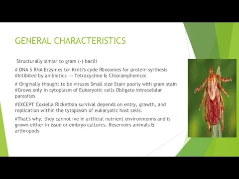 GENERAL CHARACTERISTICS Structurally simiar to gram (-) bacili # DNA