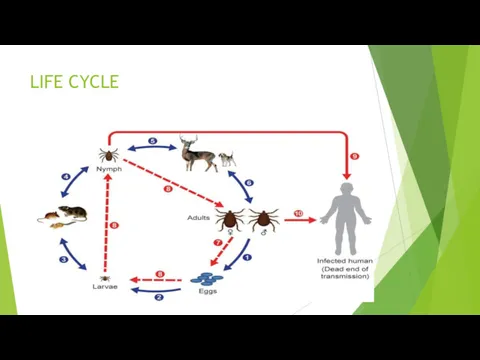 LIFE CYCLE