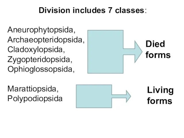 Division includes 7 classes: Aneurophytopsida, Archaeopteridopsida, Cladoxylopsida, Zygopteridopsida, Ophioglossopsida, Marattiopsida, Polypodiopsida Died forms Livingforms