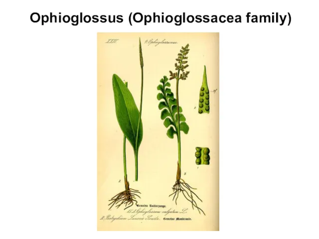 Ophioglossus (Ophioglossacea family)