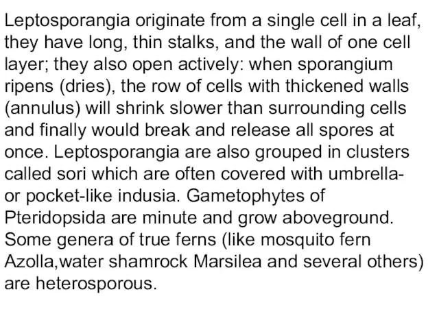 Leptosporangia originate from a single cell in a leaf, they