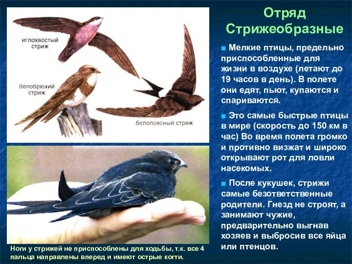Отряд Стрижеобразные ■ Мелкие птицы, предельно приспособленные для жизни в воздухе (летают до