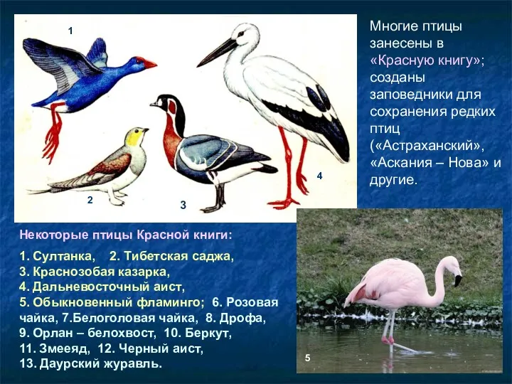Многие птицы занесены в «Красную книгу»; созданы заповедники для сохранения редких птиц («Астраханский»,