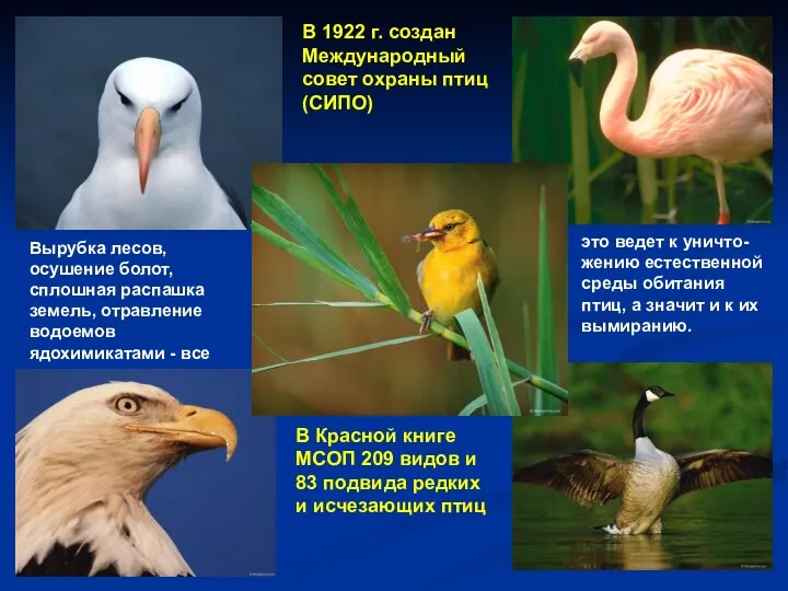 В 1922 г. создан Международный совет охраны птиц (СИПО) В Красной книге МСОП
