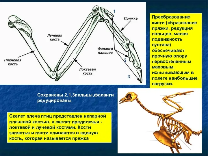 Скелет плеча птиц представлен непарной плечевой костью, а скелет предплечья - локтевой и