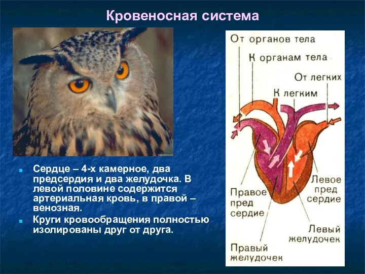 Кровеносная система Сердце – 4-х камерное, два предсердия и два желудочка. В левой