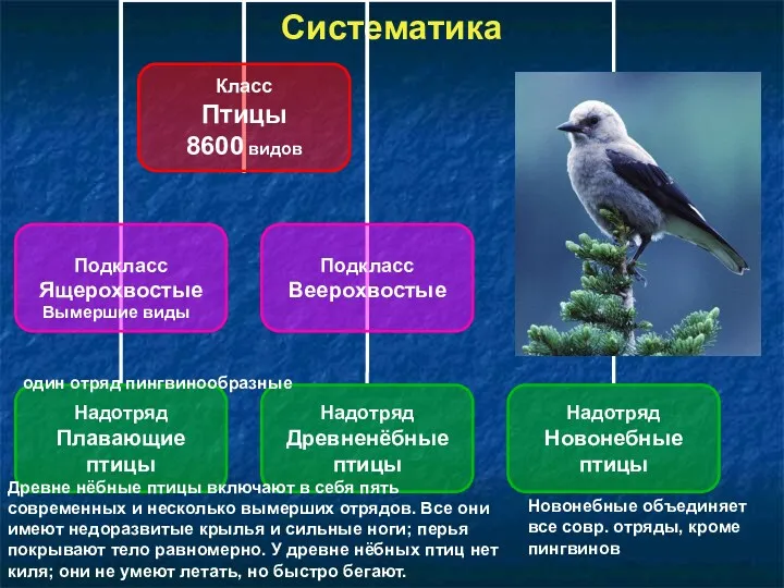 Систематика Вымершие виды Древне нёбные птицы включают в себя пять современных и несколько