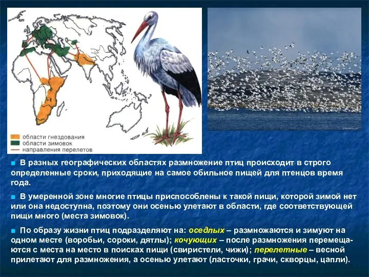 ■ В разных географических областях размножение птиц происходит в строго определенные сроки, приходящие